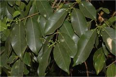 Syzygium hemisphericum